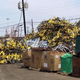 Ofo bikes showed up at a Dallas recycling center, after the company left the state.